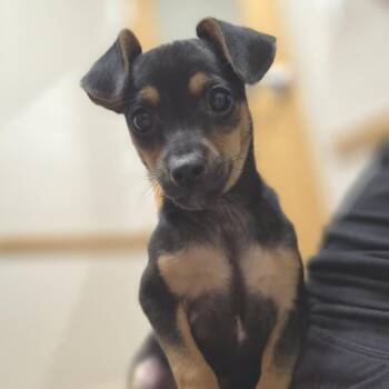 Raven -  Chihuahua and Dachshund Dog for Adoption in Woodstock, Illinois - Raven | PetCurious