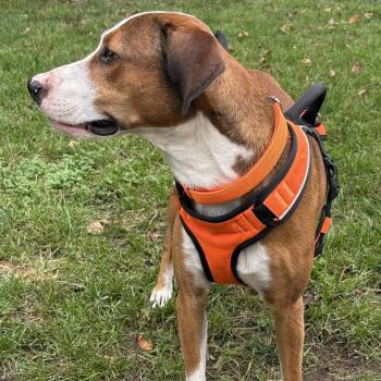 Zander -  Terrier and Coonhound Dog for Adoption in Rochester, Minnesota - Zander | PetCurious