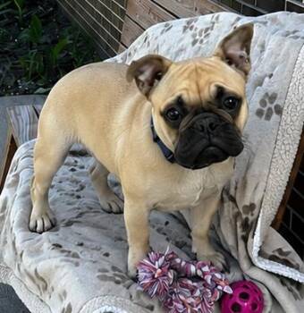 Pug Dogs Available for Adoption in Kansas City, Kansas - Scrappy | PetCurious