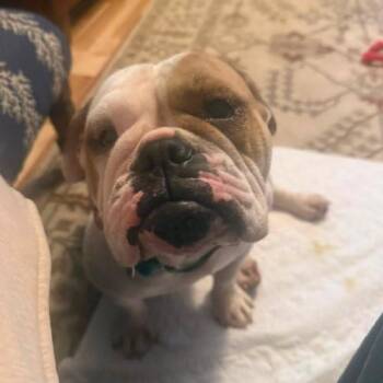 Dolly -  English Bulldog Dog for Adoption in Chicago, Illinois - Dolly | PetCurious