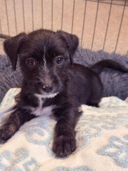 Chihuahua Dogs Available for Adoption - Herman | PetCurious