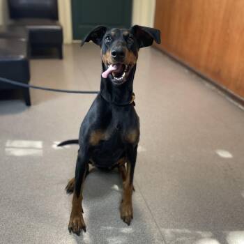 Doberman Pinscher Dogs Available for Adoption in Pasadena, California - Darla | PetCurious