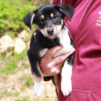 Shepherd and Hound Dogs Available for Adoption in Eastford, Connecticut - CT Marilyn Avail May 16 (Tractor Supply- Putnam, CT) | PetCurious