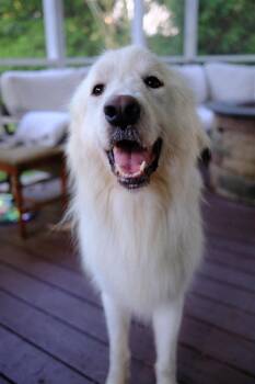 Hercules -  Great Pyrenees Dog for Adoption in Wando, South Carolina - Hercules | PetCurious