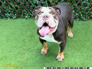CHASSIS -  Mixed Breed Dog for Adoption in West Palm Beach, Florida - CHASSIS | PetCurious