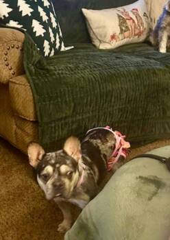 Rescue French Bulldog Dogs for Adoption in Hamburg, New York - Bae | PetCurious