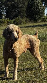 Sam -  Standard Poodle Dog for Adoption in Woodlawn, Tennessee - Sam | PetCurious