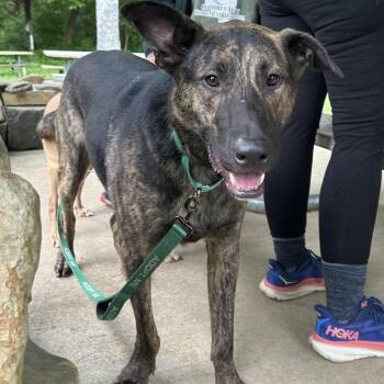 German Shepherd Dog and Husky Dogs Available for Adoption in Shelby, North Carolina - Crow | PetCurious