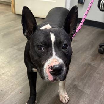 Rescue Terrier Dogs for Adoption in St. Louis, Missouri - Bellatrix Lestrange | PetCurious