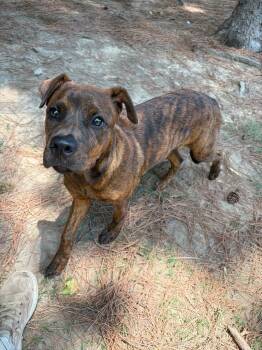Holly -  Hound and Boxer Dog for Adoption in Little Rock, Arkansas - Holly | PetCurious
