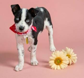 Sprinkles -  Husky and Dalmatian Dog for Adoption in North Olmsted, Ohio - Sprinkles | PetCurious