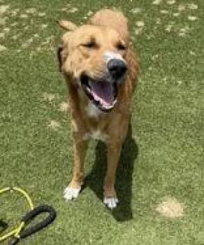 Molly -  Shepherd Dog for Adoption in Denton, Texas - Molly | PetCurious
