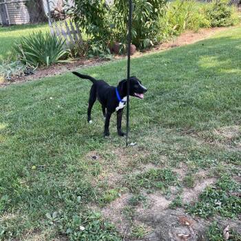Buddha -  Mixed Breed Dog for Adoption in Saint Charles, Missouri - Buddha | PetCurious