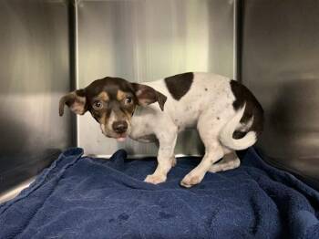 MUFFS -  Chihuahua and Mixed Breed Dog for Adoption in Grand Prairie, Texas - MUFFS | PetCurious