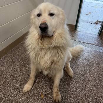 Fred -  Great Pyrenees Dog for Adoption in Norman, Oklahoma - Fred | PetCurious