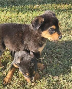 Rescue Australian Shepherd Dogs for Adoption in Plano, Texas - Chauncey | PetCurious