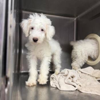 Tina -  Miniature Schnauzer and Poodle Dog for Adoption in Northbrook, Illinois - Tina | PetCurious