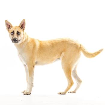 Ari -  Husky and Shepherd Dog for Adoption in Reno, Nevada - Ari | PetCurious