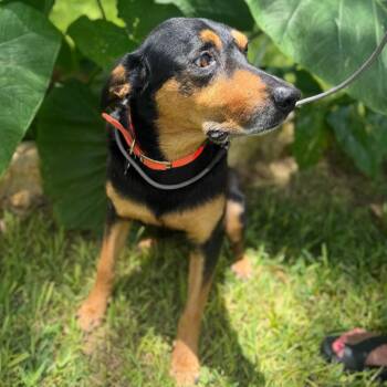 Bob -  Doberman Pinscher and Mixed Breed Dog for Adoption in Hondo, Texas - Bob | PetCurious