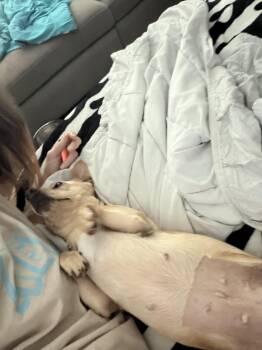 Sunny -  Chihuahua and Mixed Breed Dog for Adoption in Choctaw, Oklahoma - Sunny | PetCurious