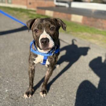 Pit Bull Terrier Dogs Available for Adoption in Boston, Massachusetts - ROCKO | PetCurious