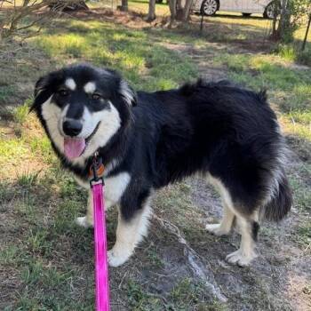 Collie and Mixed Breed Dogs Available for Adoption in Bastrop, Texas - Wella 26-03-004 | PetCurious