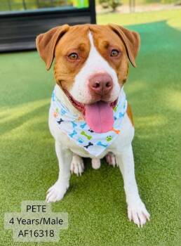 Pete -  Pit Bull Terrier Dog for Adoption - Pete | PetCurious