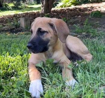 Labrador Retriever and American Staffordshire Terrier Dogs Available for Adoption in Kansas City, Missouri - Gordy | PetCurious
