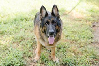 Chase -  German Shepherd Dog Dog for Adoption in Newburgh, Indiana - Chase | PetCurious