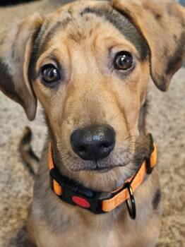 Dachshund Dogs Available for Adoption in Churchville, New York - Patchy Boy | PetCurious