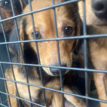 Rescue Mixed Breed Dogs for Adoption in Huntington, West Virginia - Peter | PetCurious