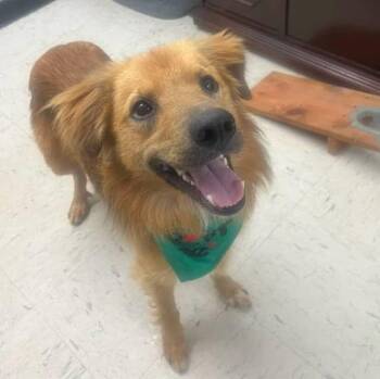 Danny -  Golden Retriever Dog for Adoption in Harrodsburg, Kentucky - Danny | PetCurious