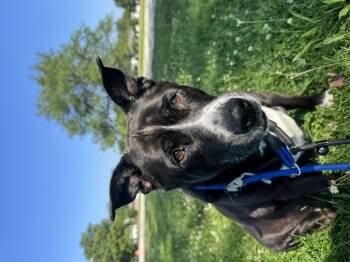 Lucky -  Australian Cattle Dog Blue Heeler and Black Labrador Retriever Dog for Adoption in Steger, Illinois - Lucky | PetCurious