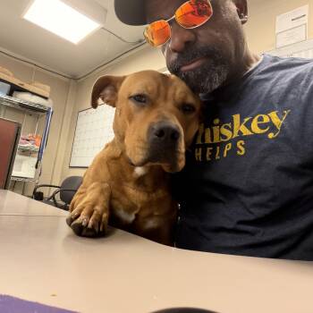 Cinnamon  -  Mastiff Dog Available for Adoption - Cinnamon  | PetCurious