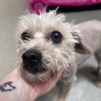 Dahlia (C000-274)- City Of Industry -  Yorkshire Terrier and Mixed Breed Dog for Adoption in Chino Hills, California - Dahlia (C000-274)- City Of Industry | PetCurious