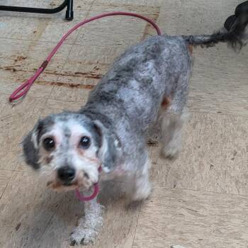 Bichon Frise and Poodle Dogs Available for Adoption - Tabby | PetCurious