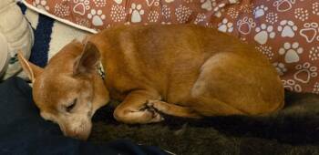 Junie -  Chihuahua Dog for Adoption in College Station, Texas - Junie | PetCurious