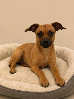 cindy lou -  Terrier Dog for Adoption in Wooster, Ohio - Cindy Lou | PetCurious