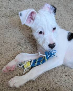 Terrier Dogs Available for Adoption - Rosie | PetCurious