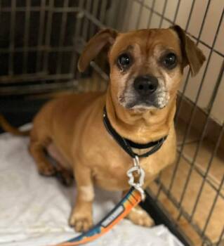 Dachshund and Puggle Dogs Available for Adoption - Simba  | PetCurious