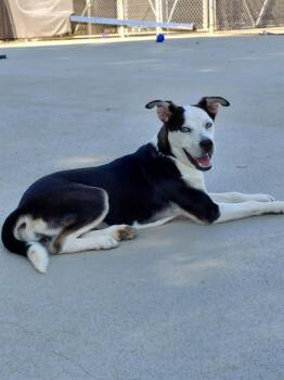 MAZIE -  Mixed Breed Dog for Adoption in Charlotte, North Carolina - MAZIE | PetCurious