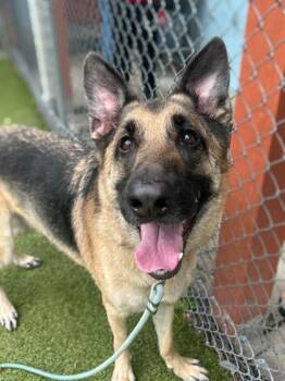 Luther -  German Shepherd Dog and Mixed Breed Dog for Adoption in Gainesville, Florida - Luther | PetCurious