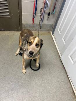 Australian Cattle Dog Blue Heeler Dogs Available for Adoption in Hopkinsville, Kentucky - Cora | PetCurious