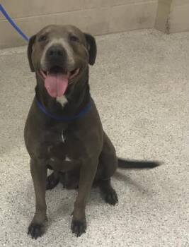 Pit Bull Terrier and Mixed Breed Dogs Available for Adoption in Conroe, Texas - A428216 | PetCurious