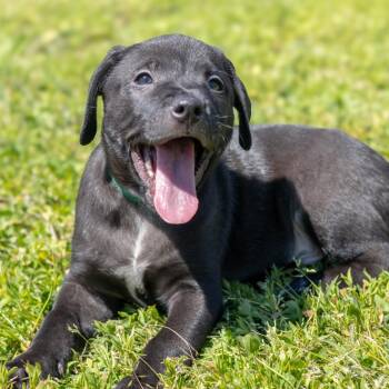 Mixed Breed Dogs Available for Adoption in Wilmington, Delaware - Cosmic Brownie | PetCurious
