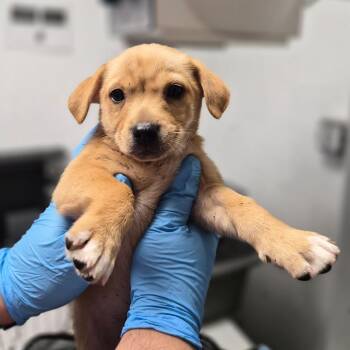 Chihuahua and Pomeranian Dogs Available for Adoption - Butter | PetCurious