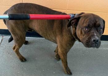 Pit Bull Terrier Dogs Available for Adoption - Pen 105c Georgie | PetCurious