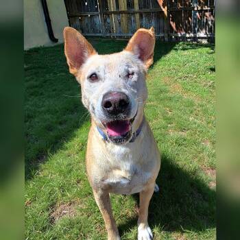 Australian Cattle Dog Blue Heeler and Labrador Retriever Dogs Available for Adoption - Rusty | PetCurious