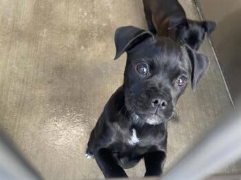 HERSHEY -  Pug and Mixed Breed Dog for Adoption in Tustin, California - HERSHEY | PetCurious