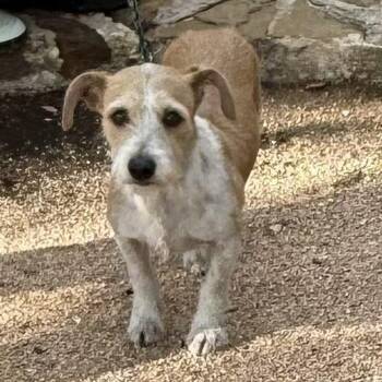 Parson Russell Terrier Dogs Available for Adoption in Williston, Vermont - Little Bit | PetCurious